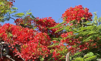Royal Poinciana red blossoms in front of blue sky