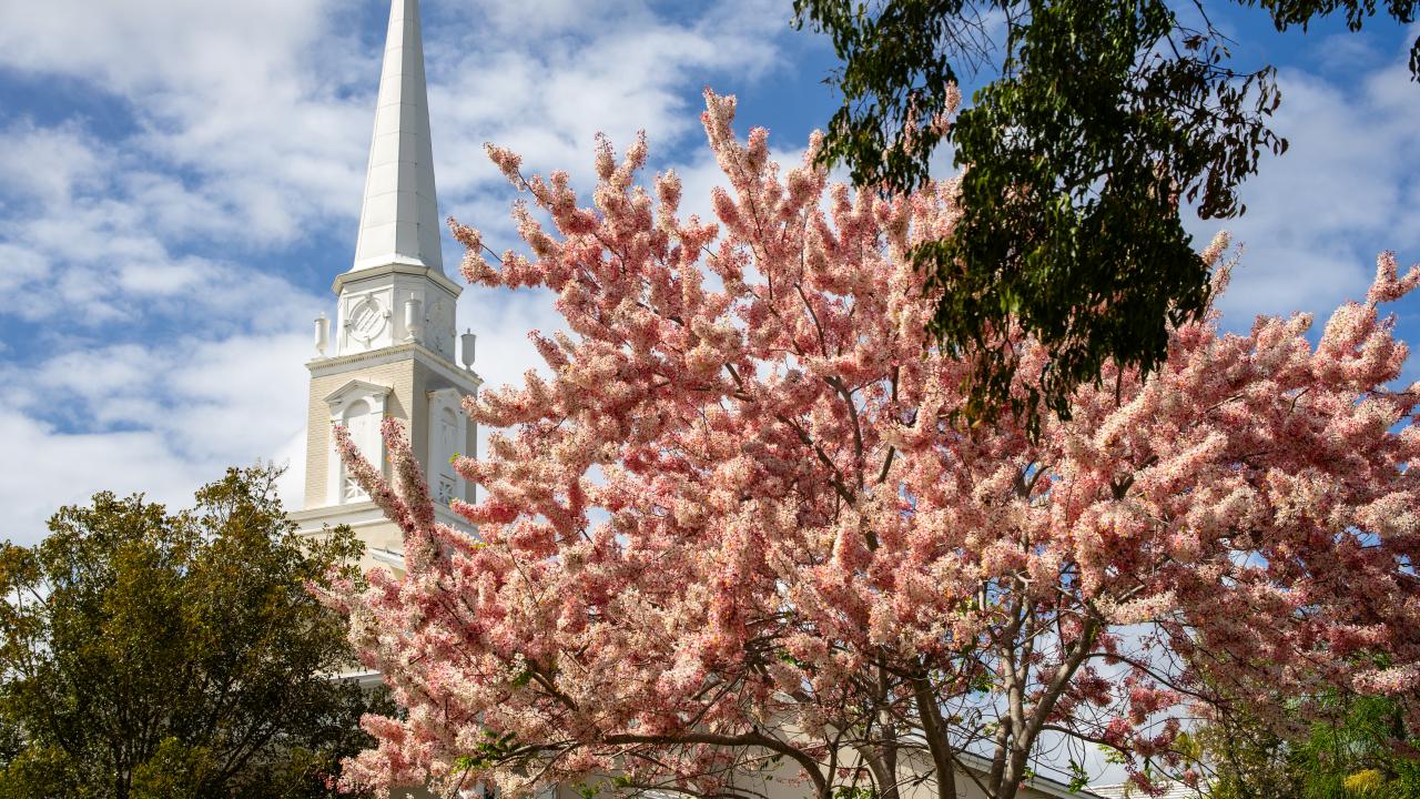 Pink Shower tree blooming in front of white church and cloudy blue sky in the background