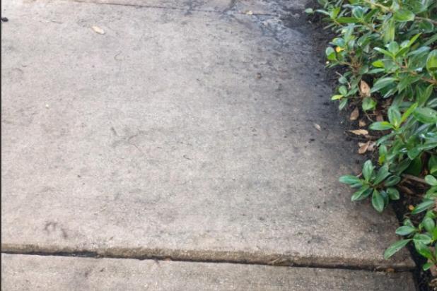 Sidewalk lifted and unleveled next to green shrubbery 