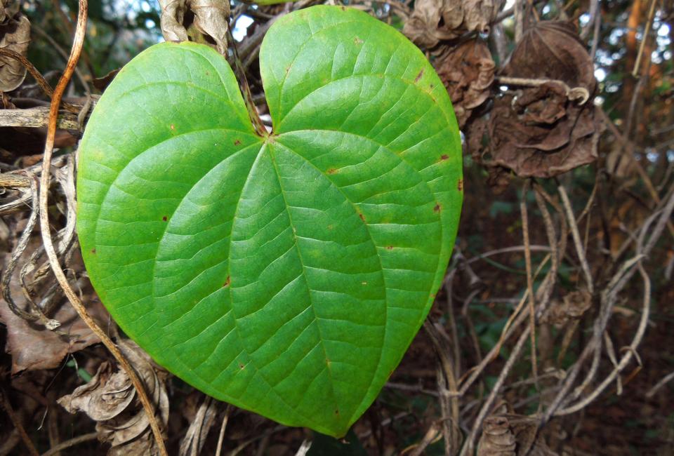 air potato leaf