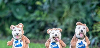 Three dogs dressed as the Charmin bear mascot