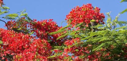 Royal Poinciana red blossoms in front of blue sky