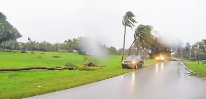 Cars stop on the grass off the road. Heavy winds and rain blow on palm trees.