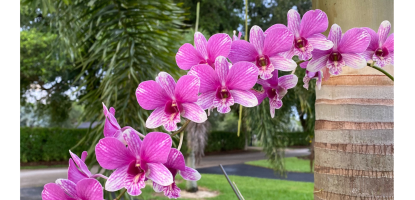 Pink orchids on a palm tree