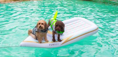 two small dogs ride an inflatable boat in the pool