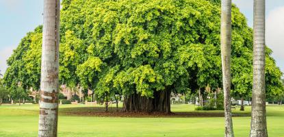 Banyan tree on Granada Golf Course