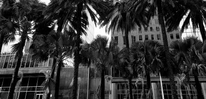 Black and white photo of palm trees in front of two tall buildings