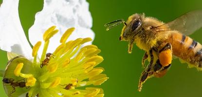 A bee flies next to a white flower with yellow pistil