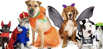 Group of dogs and cats dressed in Halloween costumes, including a devil, king, ballerina, fairy, prisoner, and alien.
