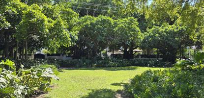 Alt text: Sunlit view of a green park with a grassy lawn surrounded by dense tropical trees and plants. The trees create a shaded canopy along the back, and bright sunlight highlights the open lawn under a clear blue sky.