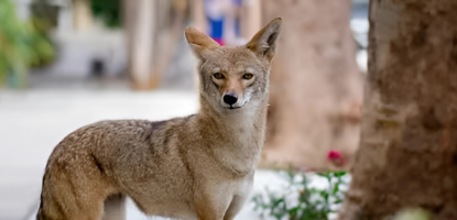 Coyote