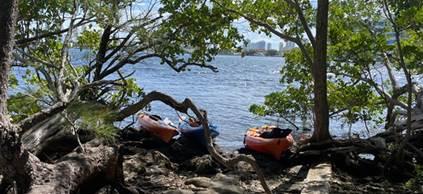 Surrounded by trees and branches, kayaks sit by the beach next to the ocean water