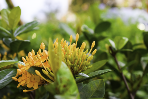 Yellow flower buds on green plants