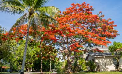 Royal Poinciana Tree