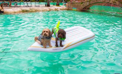 two small dogs ride an inflatable boat in the pool
